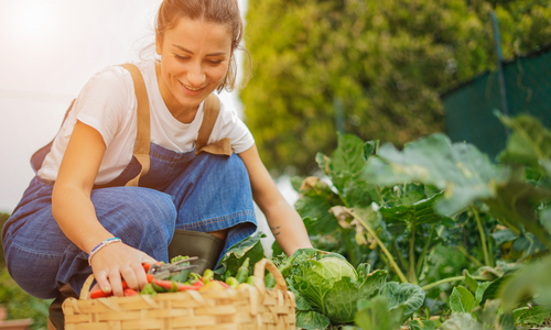 hortikultura adalah