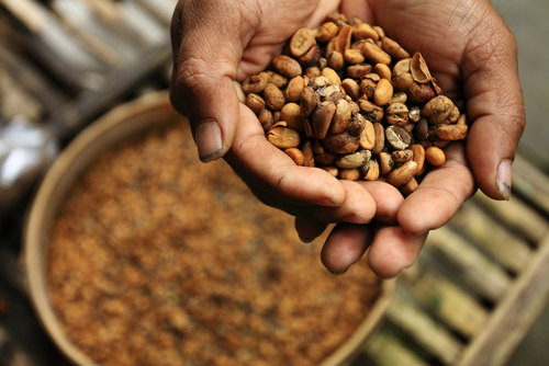 kopi indonesia